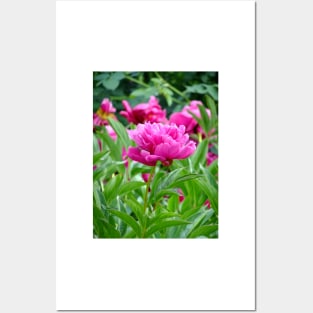 Pink Peony Posters and Art